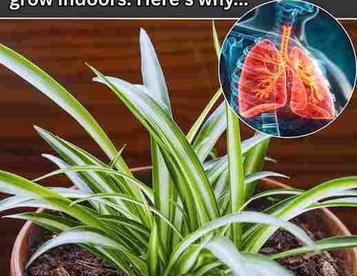 Zašto svako treba imati biljku pauka (Spider Plant) kod kuće: 8 razloga 🌿🏡