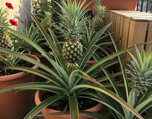 Ananas je ukusno tropsko voće koje se lako može uzgajati kod kuće, čak i ako nemate veliko dvorište. Uz samo nekoliko jednostavnih koraka, možete uzgojiti vlastite biljke ananasa i uživati u slatkim, domaćim plodovima. Ovaj vodič pokazuje najbolje tehnike za uspješan uzgoj ananasa u saksijama ili manjim prostorima, uz minimalan trud i visok prinos. 1. Odabir prave sorte ananasa za kućni uzgoj Prije početka, važno je izabrati sortu koja je pogodna za saksije i male vrtove. Najbolje sorte za kućni uzgoj: Smooth Cayenne – sočan, sladak plod s manje bodlji. Red Spanish – crvenkast, otporan na bolesti. Sugarloaf – ekstra sladak, blagog ukusa, odličan za kućni uzgoj. Queen – mali, aromatičan i savršen za uzgoj u posudama. 2. Uzgoj ananasa iz krune – najlakša metoda Najjednostavniji način je uzgoj iz krune ploda. Koraci: Odaberite zdrav ananas sa zelenim listovima. Oštrim nožem odrežite gornji dio (krunu) s oko 2–3 cm ploda. Uklonite donje listove da otkrijete pupoljke korijena. Ostavite da se osuši 2–3 dana da spriječite truljenje. (Opcionalno) Stavite u vodu dok se ne pojave korijenčići. Posadite u saksiju s propusnim zemljištem. Zalijevajte umjereno – zemlja treba biti vlažna, ali ne previše mokra. 3. Najbolja mješavina zemlje Ananas najbolje uspijeva u pjeskovitom i dobro dreniranom tlu. Idealna mješavina: 40% pjeskovita ilovača 30% organski kompost 20% perlit ili plavac (za prozračnost i drenažu) 10% kokosova vlakna ili treset (za zadržavanje vlage) pH: blago kiselo (5,5 – 6,5) 4. Izbor posude za uzgoj Ako uzgajate u saksiji, koristite: Veličina: najmanje 30–40 cm širine i dubine. Drenažni otvori: obavezni protiv truljenja korijena. Materijal: glinene ili plastične saksije. 5. Zalijevanje i sunčeva svjetlost Zalijevajte svaka 5–7 dana, ovisno o vlažnosti. Pustite da se zemlja blago osuši između zalijevanja. Povremeno orošavajte listove. Potrebno: 6–8 sati direktnog sunca dnevno. 6. Prihrana za slatke i velike plodove U fazi rasta: kompost ili organsko gnojivo bogato dušikom (N). U fazi cvjetanja: gnojivo bogato kalijem i fosforom. Dodajte epsom sol (magnezij) za bolji ukus ploda. Prihranjivati jednom mjesečno. 7. Poticanje cvjetanja i formiranja ploda Ananasu obično treba 18–24 mjeseca da počne plodonositi. Kako ubrzati cvjetanje: Stavite zrelu jabuku pored biljke (ispušta etilen). Smanjite dušično gnojivo u drugoj godini. Održavajte temperaturu iznad 18°C. Redovno uklanjajte suhe i stare listove. 8. Zaštita od štetočina i bolesti Lisne uši i brašnaste bube – poprskati neem uljem. Crveni pauk – povećati vlažnost i isprati listove. Trulež korijena – izbjegavati prekomjerno zalijevanje. 9. Berba ananasa u pravo vrijeme Spreman je za berbu kada: boja prelazi iz zelene u zlatno-žutu, kora je blago mekana, baza miriše slatko, plod se lako odvaja uvrtanjem. Nakon berbe može stajati u frižideru do 2 sedmice ili zamrznut za kasniju upotrebu. 10. Uzgoj iz izdanaka (suckers) Nakon što plod sazri, matična biljka stvara izdanke. Koraci: Pustite ih da narastu 15–20 cm. Pažljivo ih odvojite nožem. Osušite jedan dan prije sadnje. Posadite u svježu zemlju – kao i kod krune. Ovim načinom možete osigurati stalnu berbu svake 1–2 godine. Zaključak Uzgoj ananasa kod kuće je jednostavan i zabavan. Odabirom prave sorte, kvalitetne zemlje, pravilnim zalijevanjem i prihranom, možete uzgojiti velike i slatke plodove bez puno truda. Bilo da imate vrt ili balkon, ananas u saksiji može uspješno rasti i donositi plodove dugi niz godina.