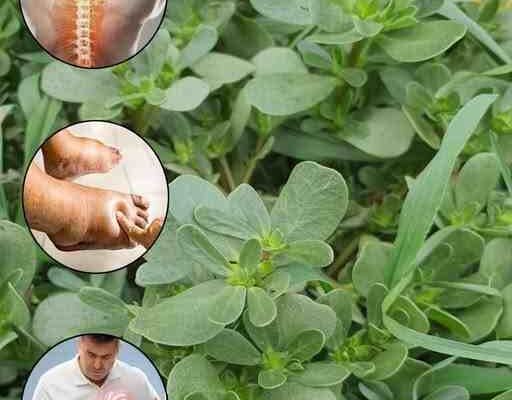 Tušt: Superhrana koja ima bolji ukus od mesa – 7 razloga da je uzgajate u svom vrtu