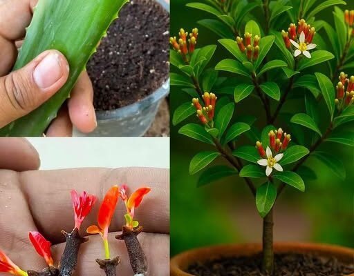 🌿 Jednostavno uzgajanje karanfilića: Od sjemena do začina 🌸