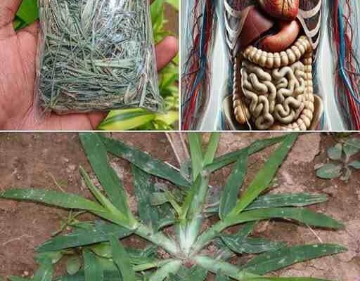 Guščja trava: Zdravstvene prednosti i upotreba