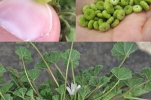 Otkrivanje Zelene Čudesnice: Top 10 Zdravstvenih Prednosti Listova Crnog Sleza (Malva neglecta / Malva sylvestris) 🌿💚