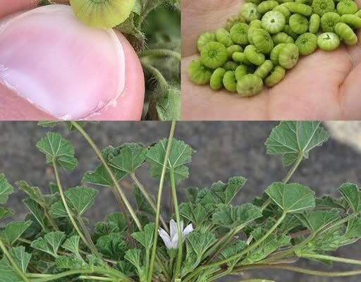 Otkrivanje Zelene Čudesnice: Top 10 Zdravstvenih Prednosti Listova Crnog Sleza (Malva neglecta / Malva sylvestris) 🌿💚