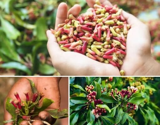 Ova metoda uzgoja klinčića je toliko jednostavna da je svako može uraditi kod kuće