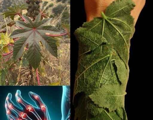 10 moćnih blagodati ricinusovog lišća za koje vjerovatno niste znali