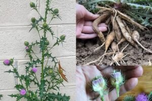 🌿 Obični čičak (Cirsium vulgare): Divlja biljka s iznenađujućim blagodatima 🌸
