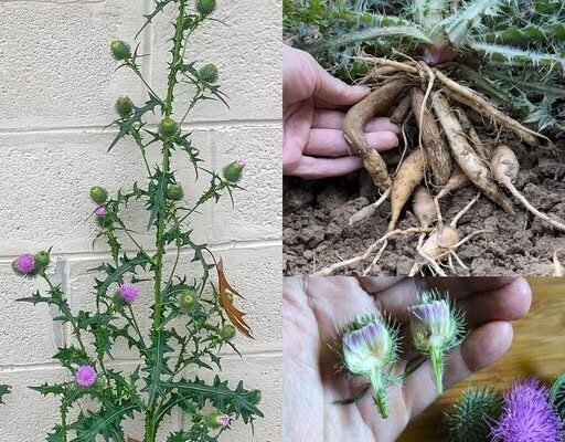 🌿 Obični čičak (Cirsium vulgare): Divlja biljka s iznenađujućim blagodatima 🌸