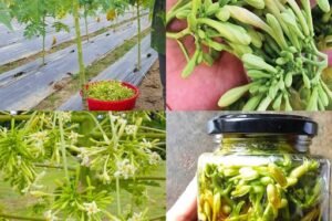 Skrivena Moć Muških Cvjetova Papaje – Prednosti i Načini Upotrebe 🌿🌺v