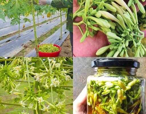 Skrivena Moć Muških Cvjetova Papaje – Prednosti i Načini Upotrebe 🌿🌺v