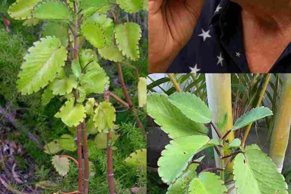 🌿 List Života – Ljekovita Biljka Koja Raste u Tvom Dvorištu