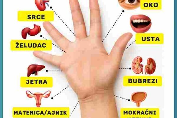 Jeste li znali da se u vašem dlanu nalaze tačke povezane s različitim organima u tijelu? Prema refleksologiji, stimulisanjem ovih tačaka možete ublažiti tegobe bez upotrebe lijekova. 🌿 Glavne refleksne tačke na dlanu: 🔹 Srce i želudac – područje palca 🔹 Jetra i materica/jajnici – baza dlana 🔹 Tanka crijeva – središte dlana 🔹 Oči i usta – vrhovi prstiju 🔹 Bubrezi i bešika – bočne strane ruke 🌟 Lagano masirajte ili pritisnite svaku tačku nekoliko minuta i dišite duboko. ✅ Pomaže kod: • Menstrualnih grčeva • Probavnih smetnji • Stresa i napetosti • Prirodne detoksikacije organizma 💡 Zaključak: Mudrost drevnih kultura podsjeća nas da je iscjeljenje često – u našim vlastitim rukama.